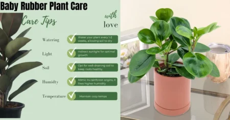 Baby Rubber Plant Care – Ultimate Guide to Thriving Indoor Plants baby rubber plant care