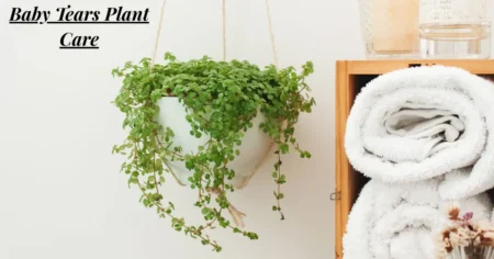 Baby Tears Plant Care – Ultimate Guide to Growing Healthy Baby Tears Plants baby tears plant care