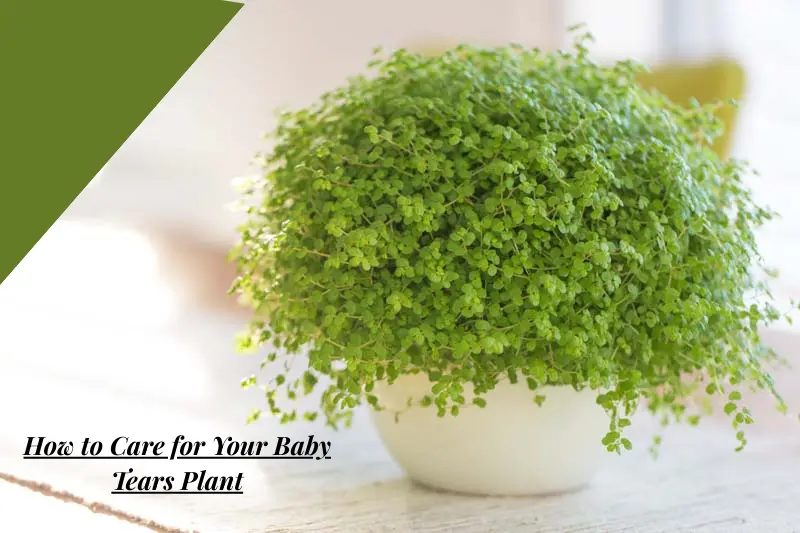 how to care for your baby tears plant