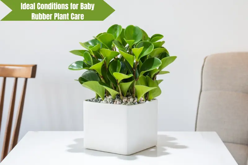 ideal conditions for baby rubber plant care