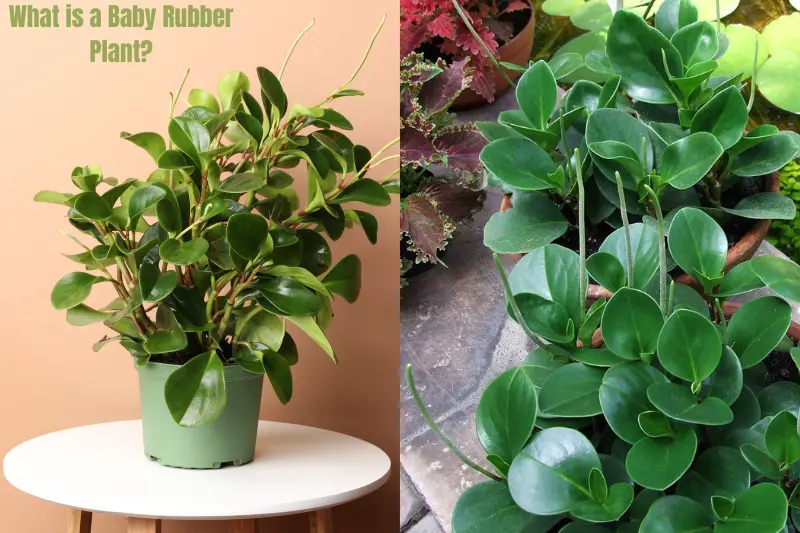 what is a baby rubber plant