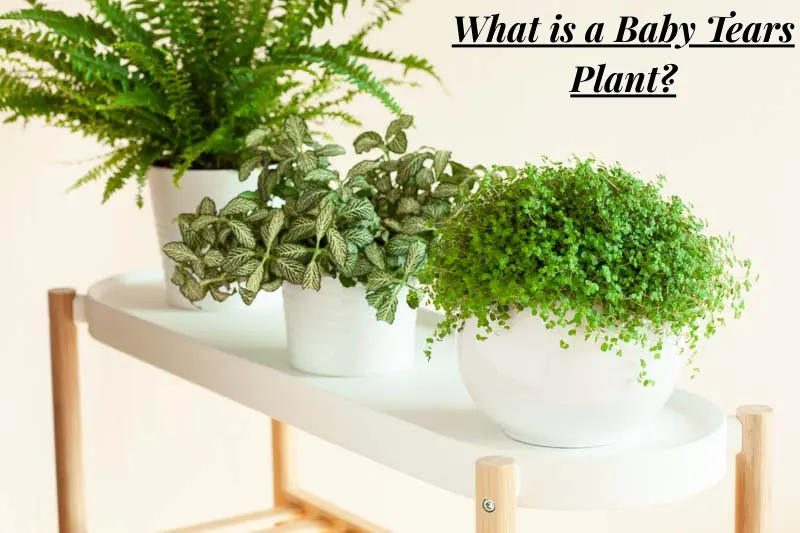 what is a baby tears plant