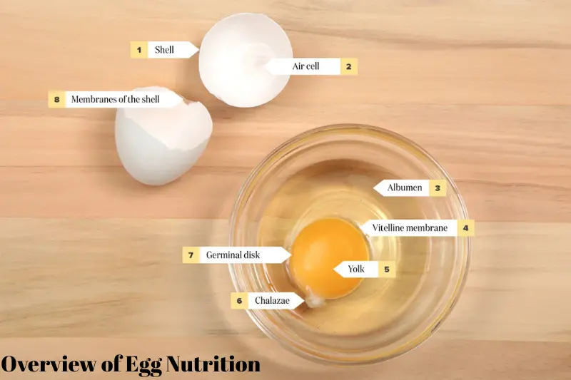 overview of egg nutrition