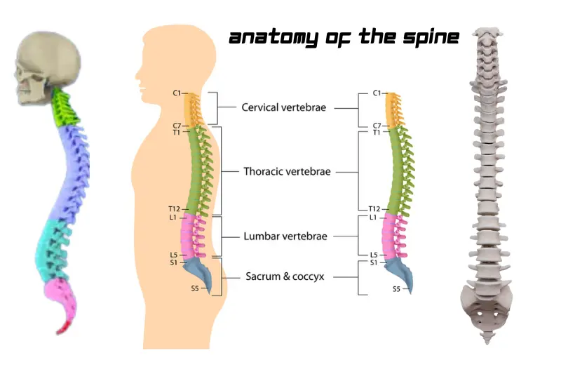 Anatomy of the Spine