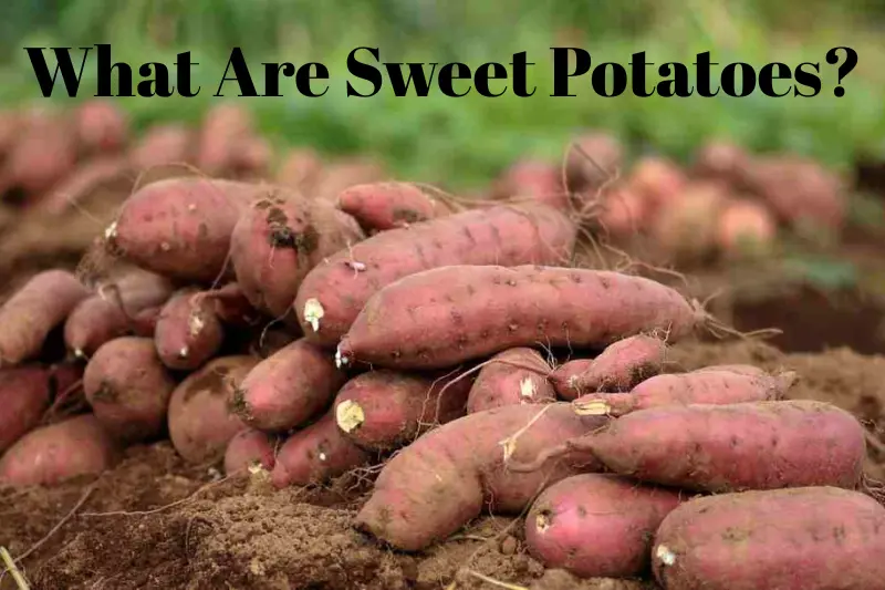 what are sweet potatoes