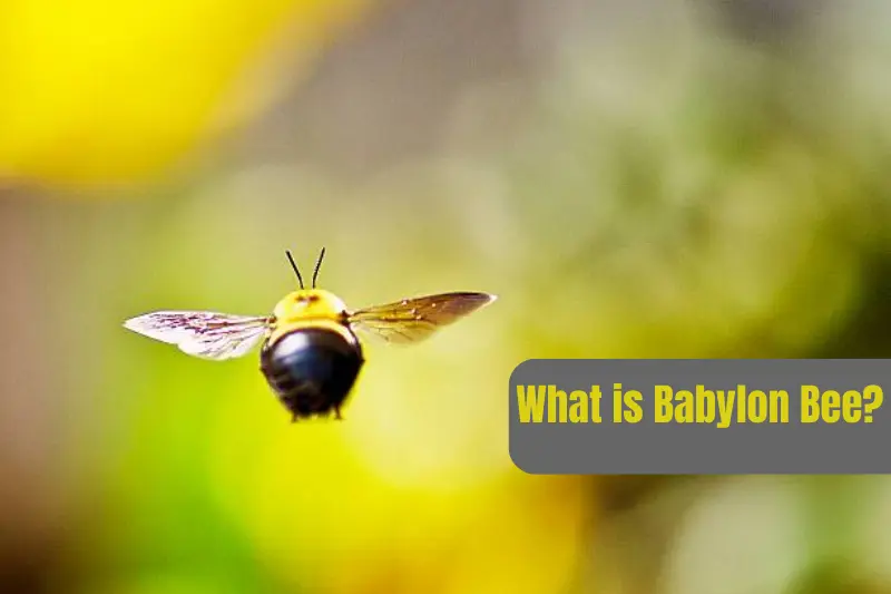 what is babylon bee